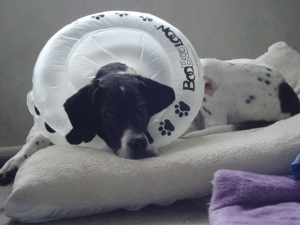 Daisy rests on her bed wearing her BooBooLoon despite hating having her photo taken