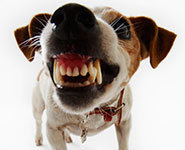 Dog bearing teeth
