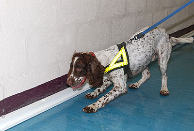 Kip, a victim recovery dog from the South Yorkshire Police department, has been helping in the research (photo courtesy of University of Huddersfield)