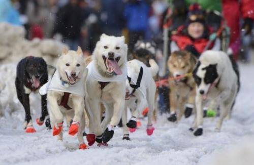 Kelly Maixner's team charges out of the chute at the 2015 ceremonial start of the Iditarod Trail Sled Dog race in downtown Anchorage, Alaska March 7, 2015. Credit: Reuters/Mark Meyer 