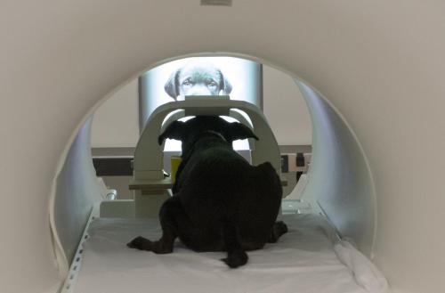 Dog in MRI machine at Emory University