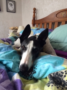 Izzy, greyhound, uin bed and ready to cuddle