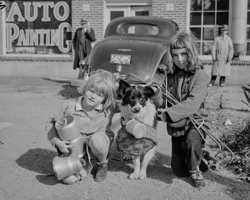 Dog in World War II scrap metal drive