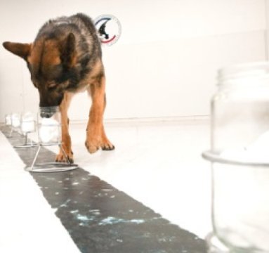 Dog training for scent tracking