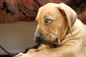 Puppy dog eyes