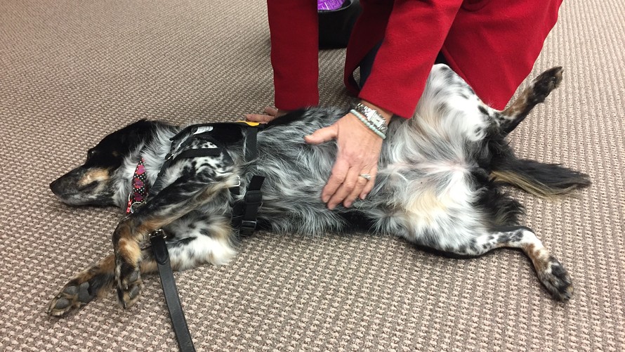 A dog being petted by an Aetna employee