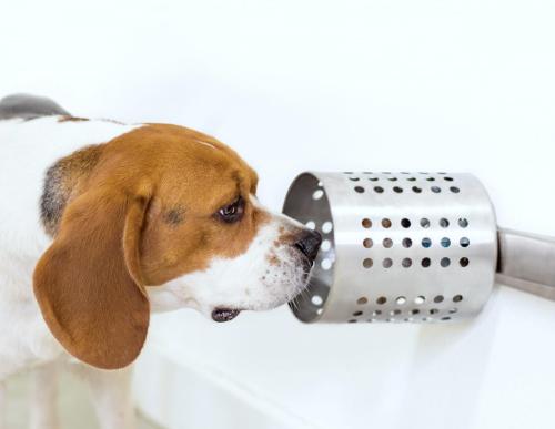 Beagle sniffing cancer