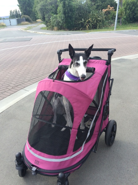 Izzy greyhound in pram stroller
